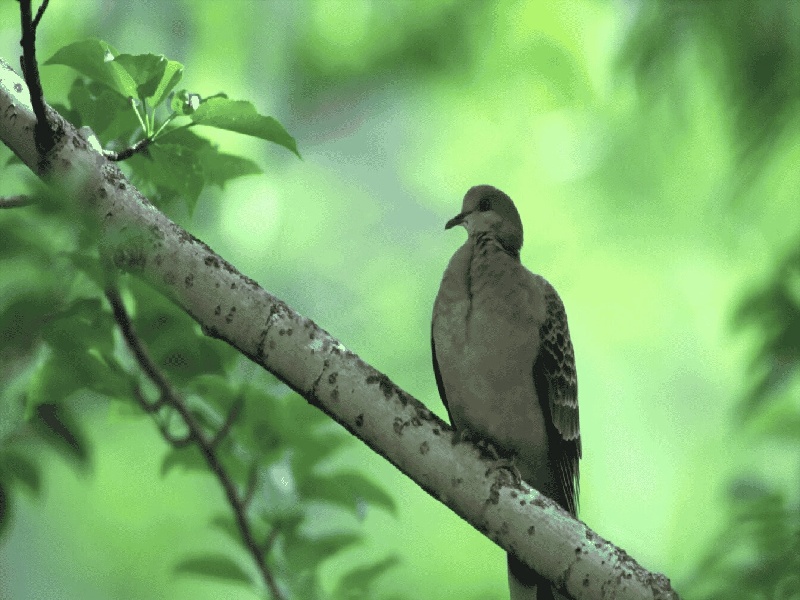 有试管没做宫腔镜，试管中加热固体