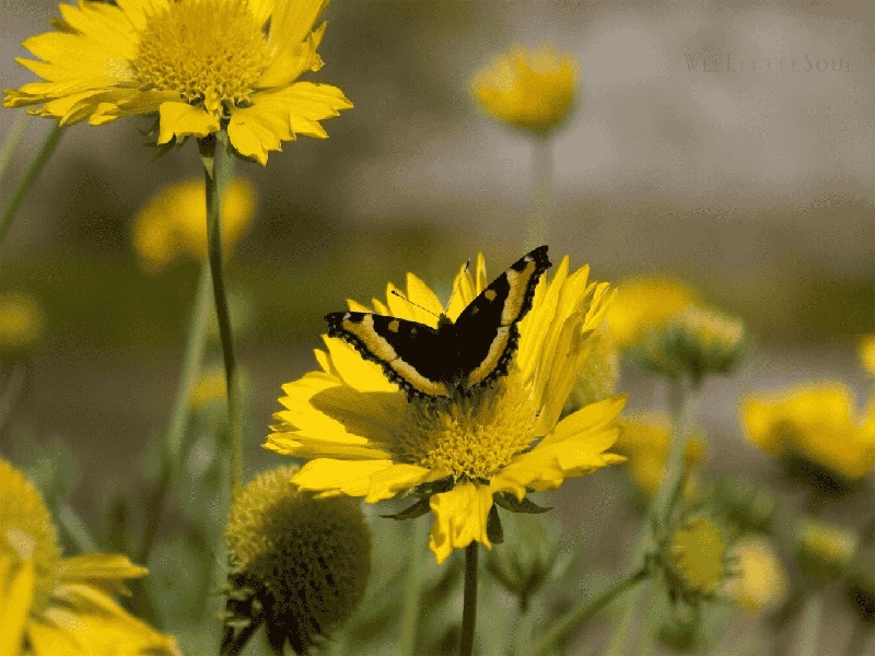 长效短方案试管，血液试管存放装置